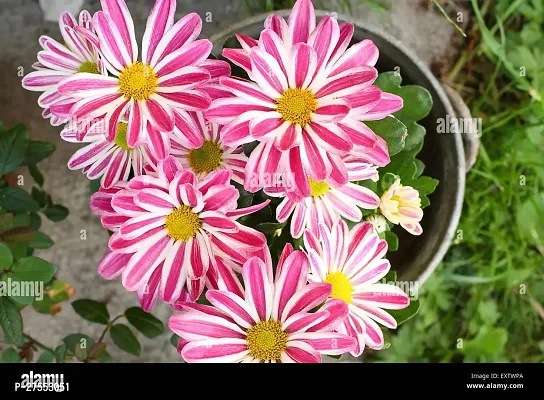 Fulmala NurseryChrysanthemums/ Guldavari Plant[FM2841]