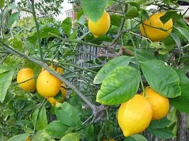 Fulmala Nursery Lemon Plant-thumb1