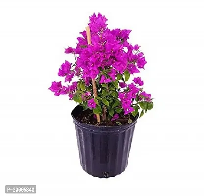 Fulmala Nursery Baugainvillea Plant-thumb0