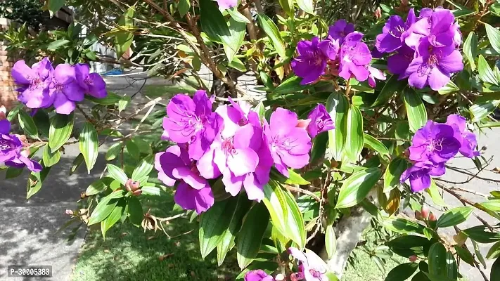 Fulmala Nursery Oleander Plant