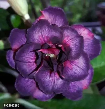 Fulmala Nursery  Adenium Plant