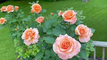 Fulmala Nursery Hybrid Rose Plant[FM1098]-thumb2