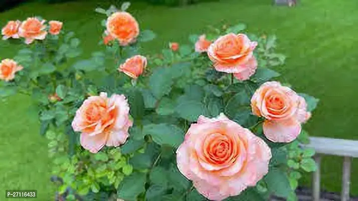 Fulmala Nursery Hybrid Rose Plant[FM1098]-thumb3