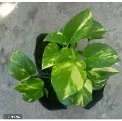 Fulmala Nursery  Money Plant-thumb0