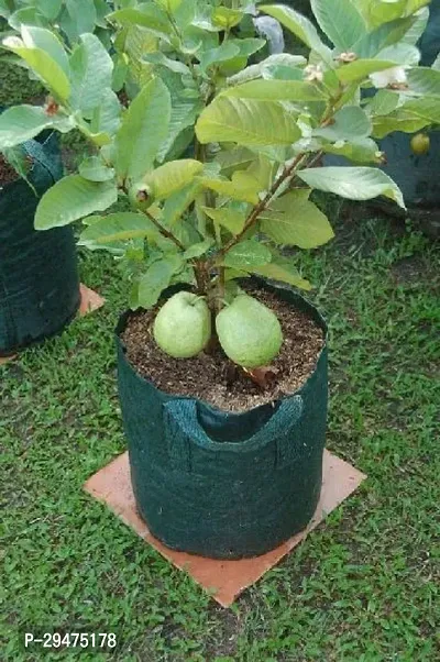 Natural Guava Plant-thumb0