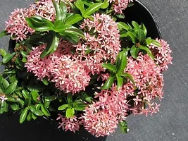 Fulmala Nursery Trothic Ixora/Chethi Plant-thumb1