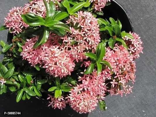 Fulmala Nursery Trothic Ixora/Chethi Plant-thumb2