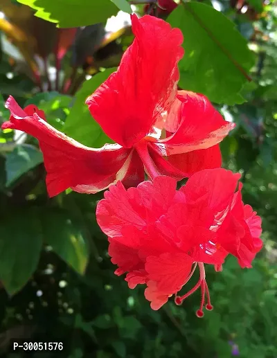 Fulmala Nursery Hibiscus Plant-thumb0