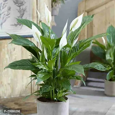 Peace Lily Flower Plant with Stunning White Blossoms for Fresh Air-thumb0