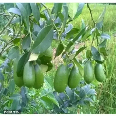 Natural Lemon Plant-thumb0