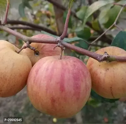 Fulmala Nursery  Ber Apple Plant-thumb0