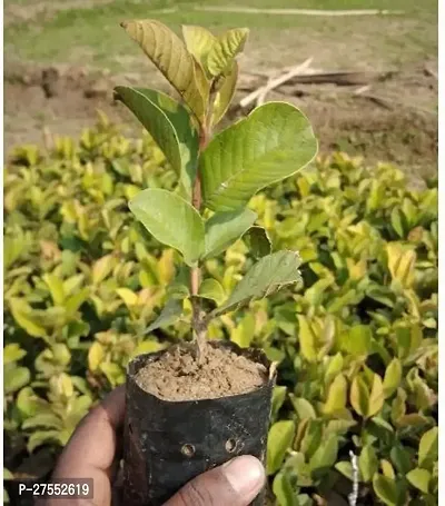 Fulmala Nursery Hybrid Guava Plant[DF79]-thumb2