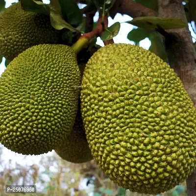 Jackfruit Plant Esey To Grow No Nead To Extra Care Hybrid Plant For Yor Garden And your Home-thumb0