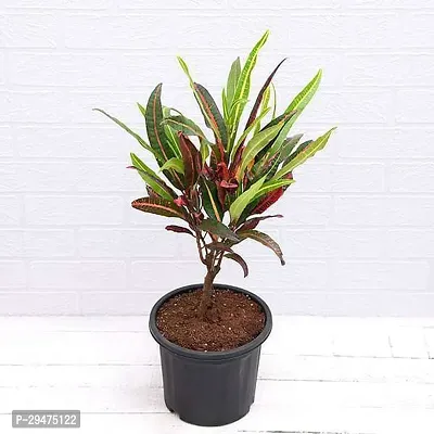 Natural Croton Plant-thumb0