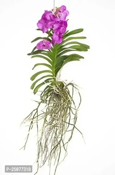 Orchid Plant Esey To Grow No Nead To Extra Care Hybrid Plant For Yor Garden And your Home-thumb0