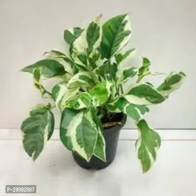 Fulmala Nursery  Money Plant-thumb0