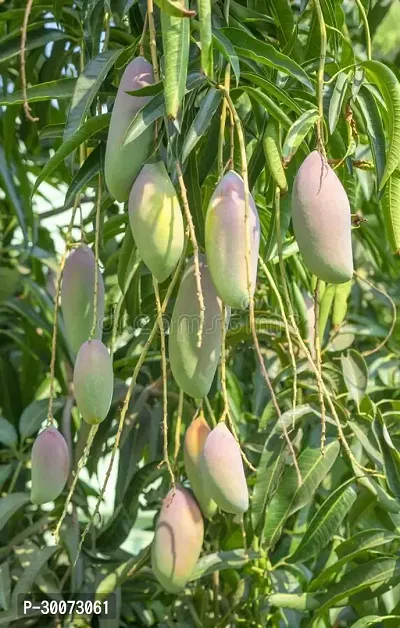 Fulmala Nursery Mango Plant