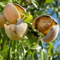 Fulmala Nursery Almond Plant-thumb1