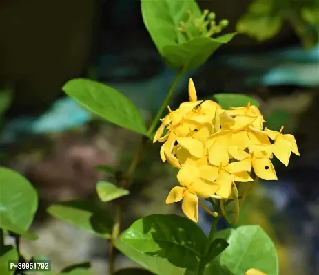 Fulmala Nursery Trothic Ixora/Chethi Plant-thumb0