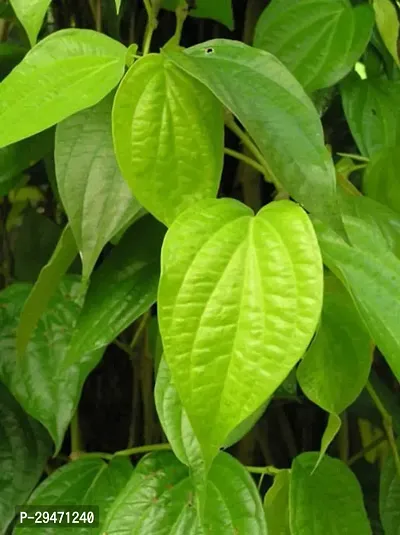 Natural Betel Leaf Plant-thumb0