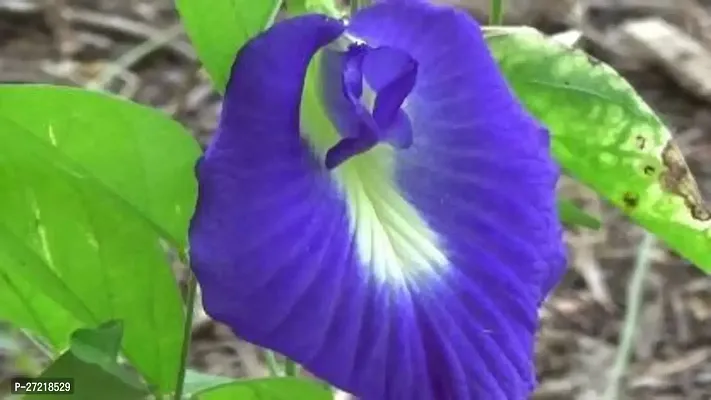 Fulama Nursery HybridAparajita/ Butterfly Pea Plant[FM1948]-thumb0