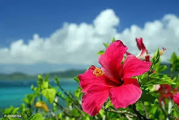 Fulmala Nursery Hibiscus Plant