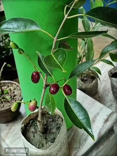 Fulmala Nursery Jamun Plant-thumb0