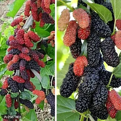 Shahtoot/Mulberry Plant Esey To Grow No Nead To Extra Care Hybrid Plant For Yor Garden And your Home-thumb0