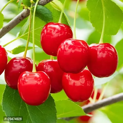 Natural Cherry Fruit Plant-thumb0