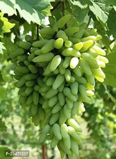 Natural Grapes Plant-thumb0