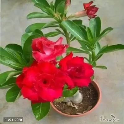 Fulmala Nursery Hybrid Adenium Plant[FM1365]-thumb0