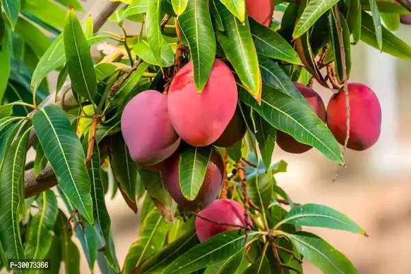 Fulmala Nursery Mango Plant