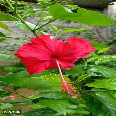 Fulmala Nursery  Hibiscus Plant-thumb0