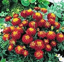 Fulmala NurseryMarigold Plant[FM2627]-thumb1