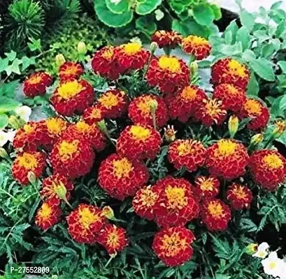 Fulmala NurseryMarigold Plant[FM2627]-thumb2