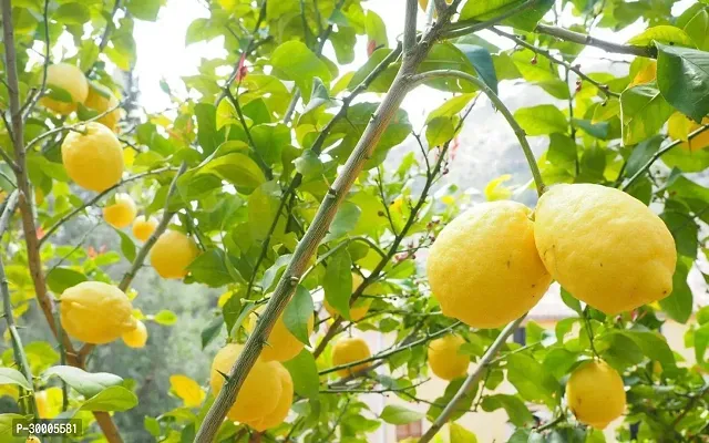 Fulmala Nursery Lemon Plant