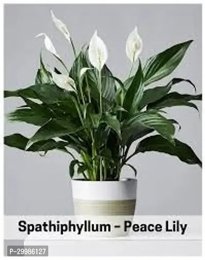 Indoor Peace Lily Plant for Natural Air Purifying and Decor-thumb0