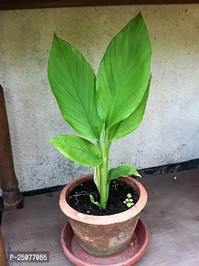 Turmeric Plant Esey To Grow No Nead To Extra Care Hybrid Plant For Yor Garden And your Home-thumb0