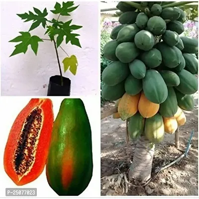 Papaya Plant Esey To Grow No Nead To Extra Care Hybrid Plant For Yor Garden And your Home-thumb0