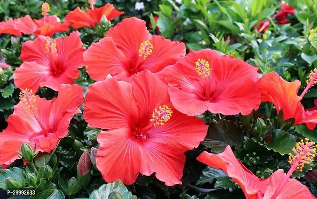 Fulmala Nursery  Hibiscus Plant-thumb0