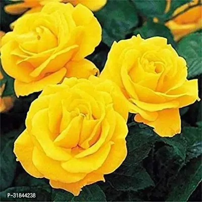 Fulmala Nursery Rose Plant -As104-thumb0