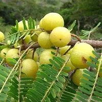 Fulmala Nursery Amla Plant-thumb1