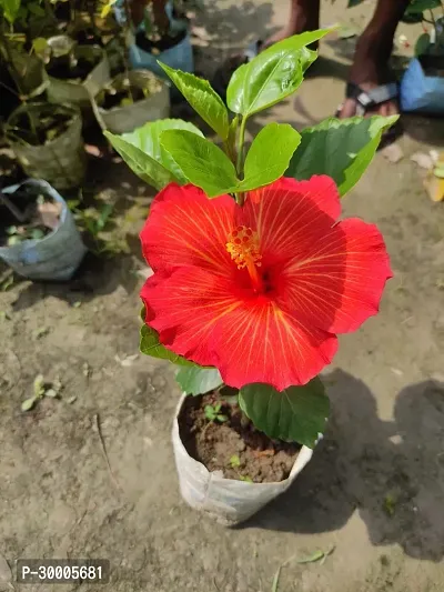 Fulmala Nursery Hibiscus Plant-thumb0