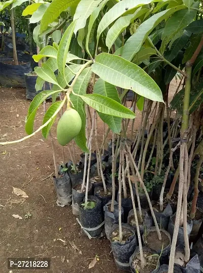 Fulama Nursery HybridMango Plant[FM1648]