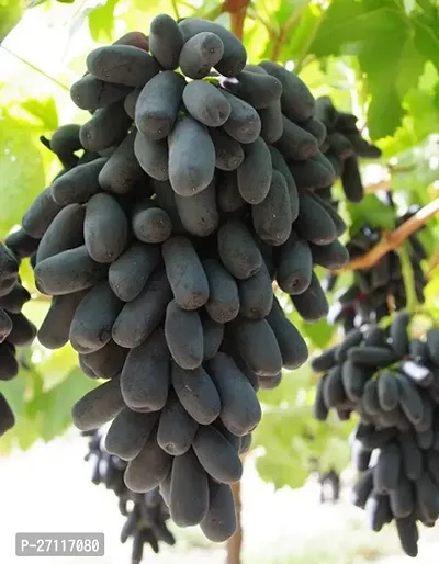 Fulmala Nursery Hybrid Grapes Plant[FM1227]-thumb0