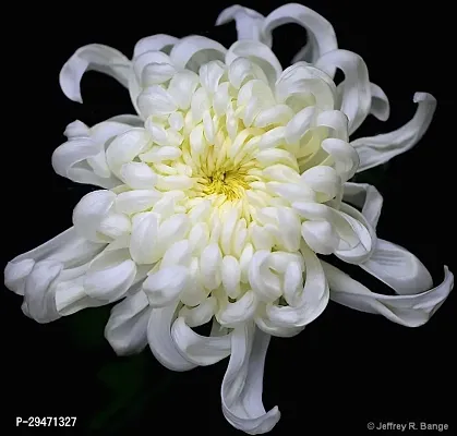 Natural Chrysanthemums/ Guldavari Plant-thumb0