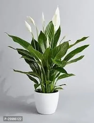 Indoor Peace Lily Plant with White Flowers for Elegant Home Decor-thumb0