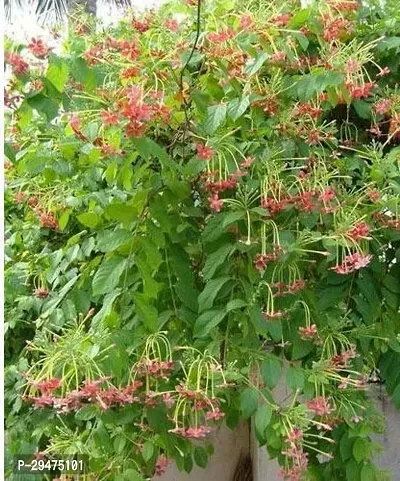 Natural Madhumalti/Rangoon Creeper-thumb0