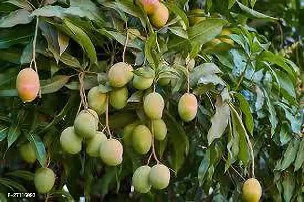 Fulmala Nursery Hybrid Mango Plant[FM766]-thumb0