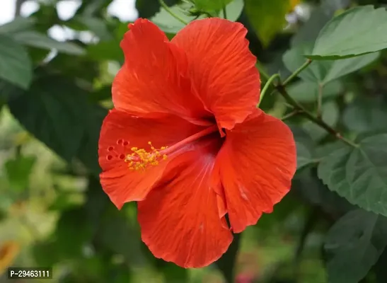 Hibiscus Plant For Home Decoration-thumb0